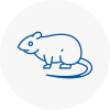 Rat Control West Cornwall