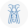 West Cornwall Wasp Nest Removal